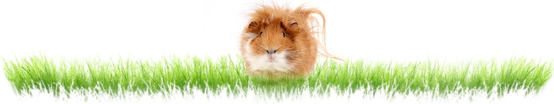 Guinea Pig Products